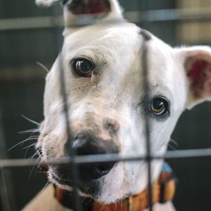 Donate & Support us!