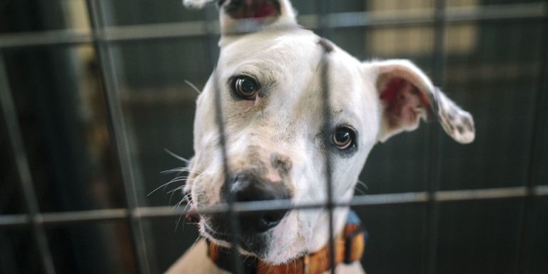 Read more about the article Donate & Support us!