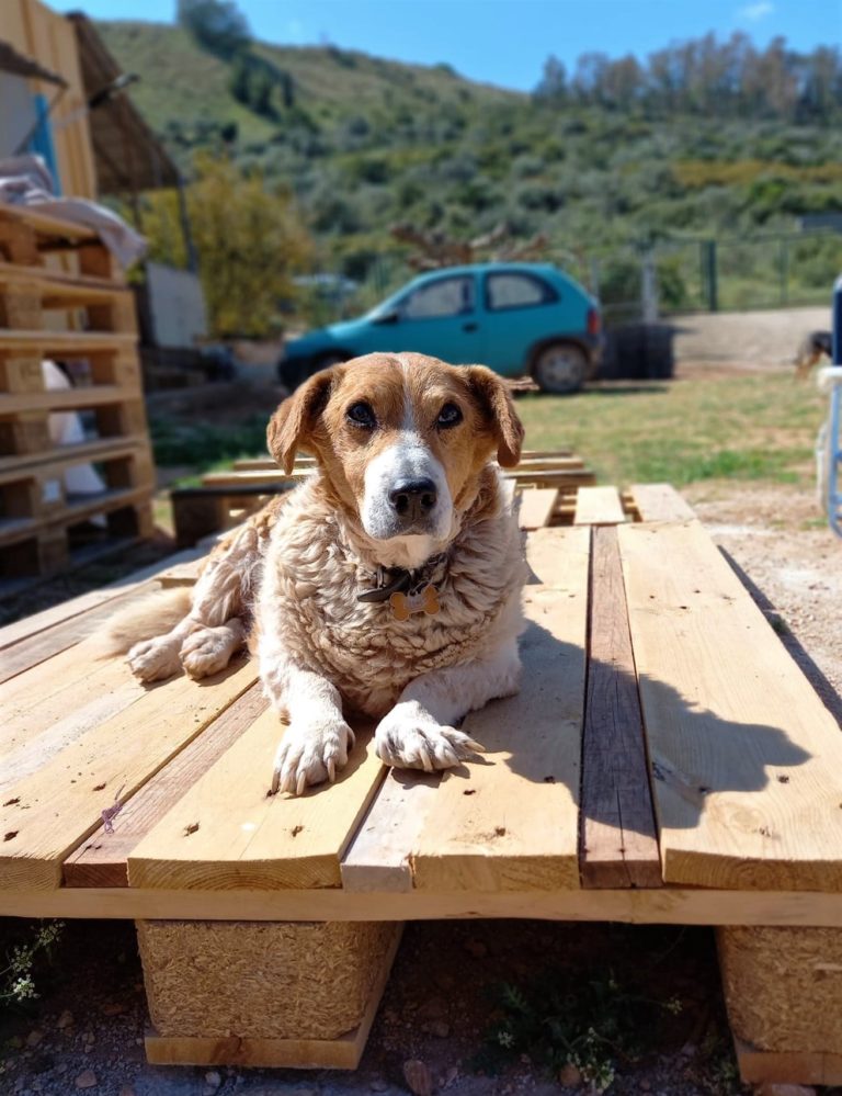 Read more about the article Hops