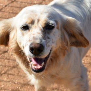 Αλίβια – Alivia