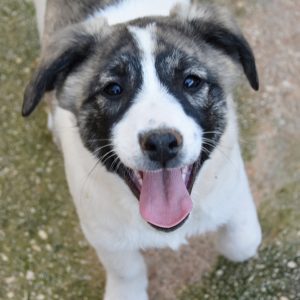 Κέζια – Kezia