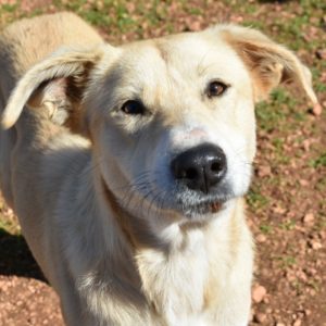 Ζάχαρη – Sachari