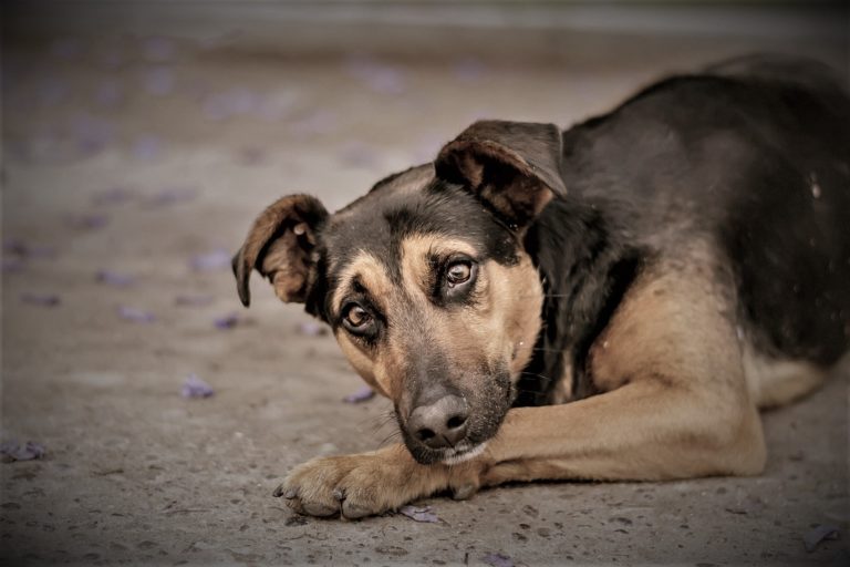 Read more about the article 4/4 Ημέρα Αδέσποτων Ζώων