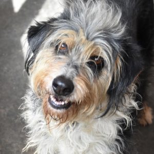 Μπλις – Bliss