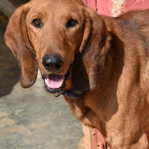 Ντάγκι – Daggi