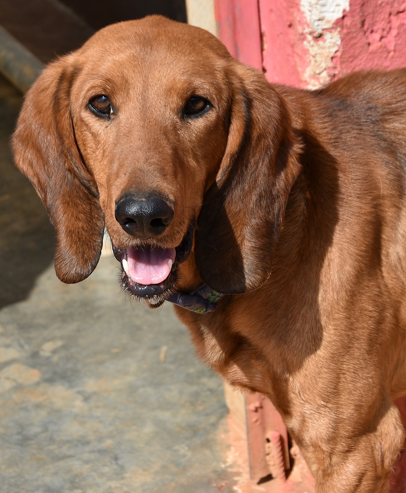 You are currently viewing Ντάγκι – Daggi