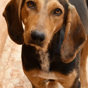 Τακένα – Takena