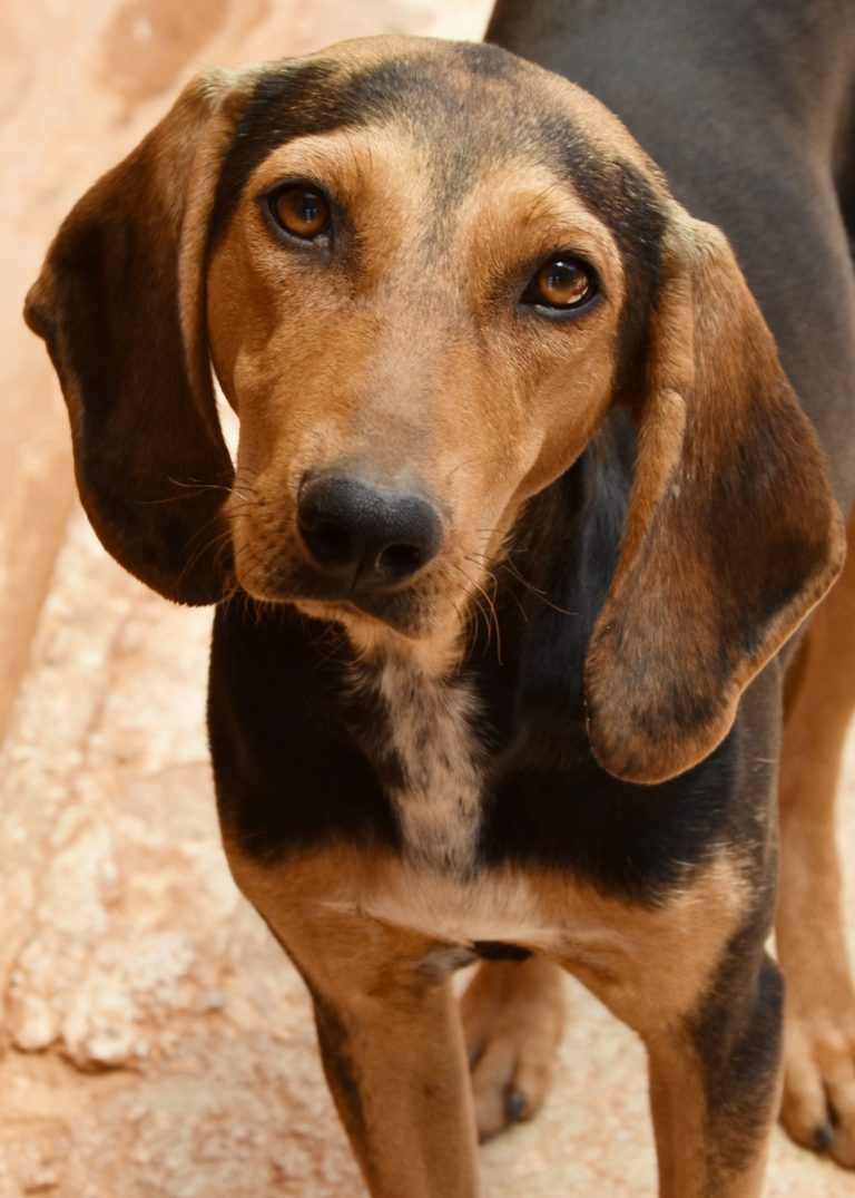 Read more about the article Τακένα – Takena