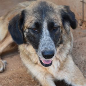 Τιβόνα – Tivona