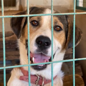 Τάνγκο – Tango