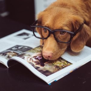 Γενική Συνέλευση Καταφύγιο Αδέσποτων Ζώων 2022