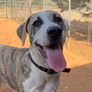 Μπουένο – Bueno