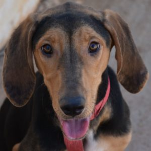 Νιόκι – Nioki