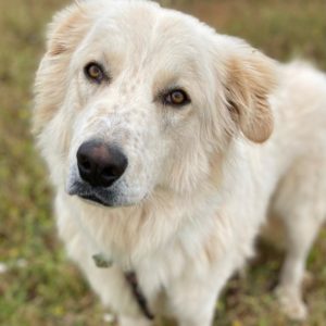 Γκουστάβ – Gustav