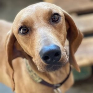 Σελίν – Celine