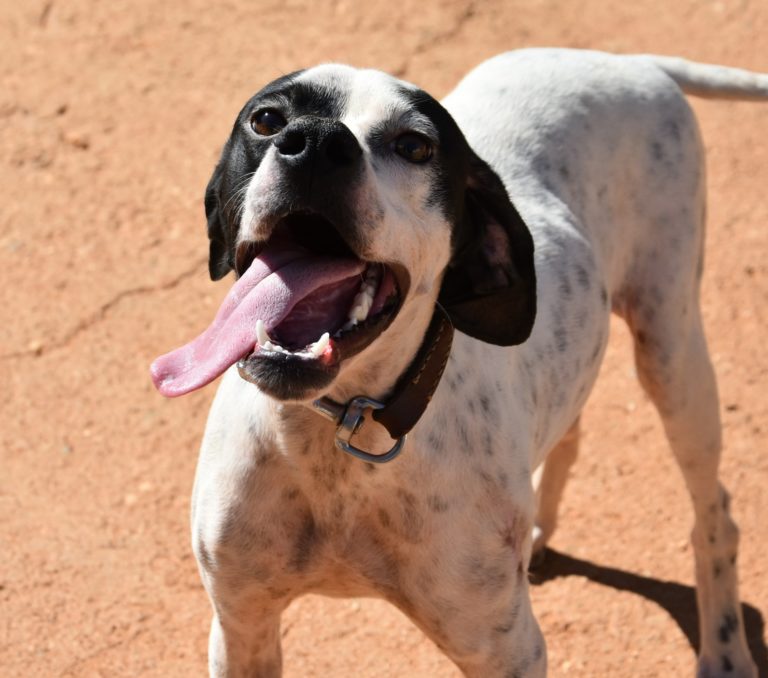 Read more about the article Ίνκυ – Inky