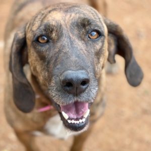 Αμελί – Amelie