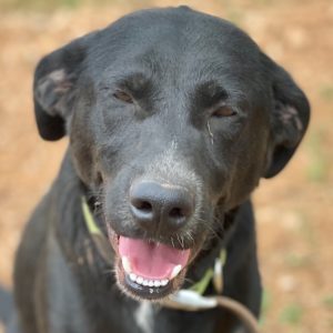 Μερσήνη – Mersini