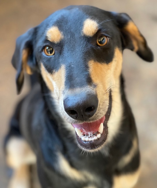 Read more about the article Τόι – Toy