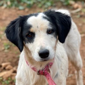 Ζακλίν – Jacqueline