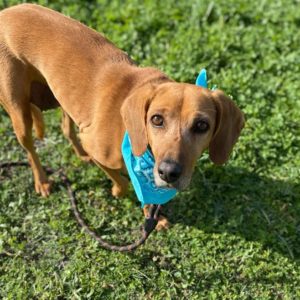 Βάλια – Valia