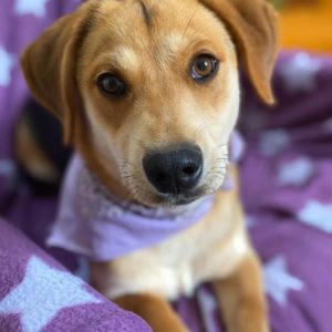 ‘Αρτυ –  Arty