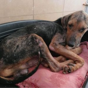 347409570_654645090035586_1604647254215709843_n