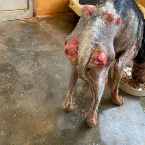 99f1a8c1-acd7-4ce4-a746-4d67489566e4