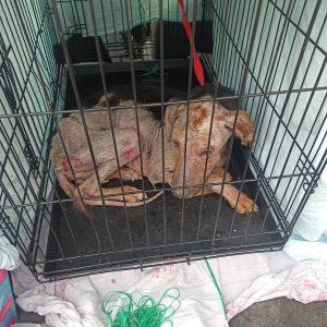 336148560_525719089636734_3806883692554076709_n