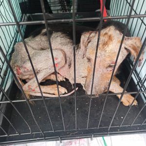 336520262_935809144104537_8538600490150237690_n