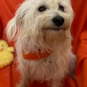 Αμαρυλίς – Amarillie