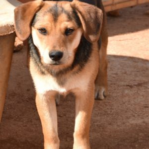 Άστερ – Aster