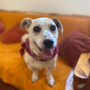 Μπίλμπο – Bilbo