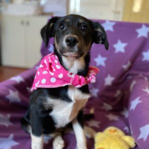 Έμπερ – Ember