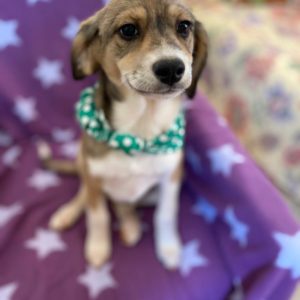 Κέλσα – Kelsa