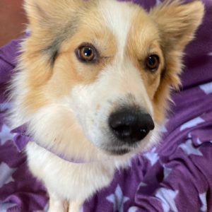 Σκάουτ – Scout