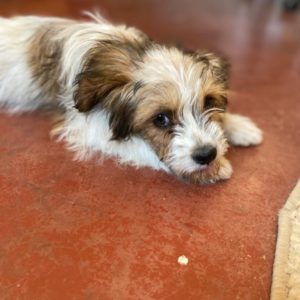 Βάφλα – Vafla