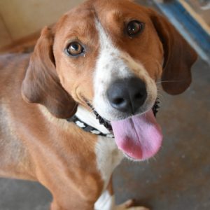 Αλέκα – Aleka