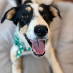 Αρίγια – Ariya