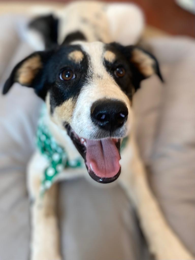 Read more about the article Αρίγια – Ariya