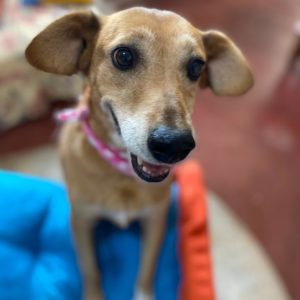 Αλίκη – Aliki