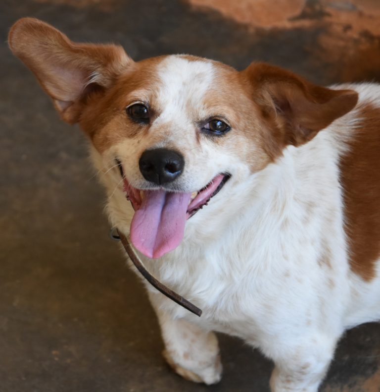 Read more about the article Μπόμπυ – Bobby