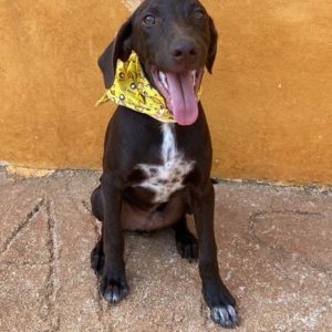 Μπράντλει – Bradley