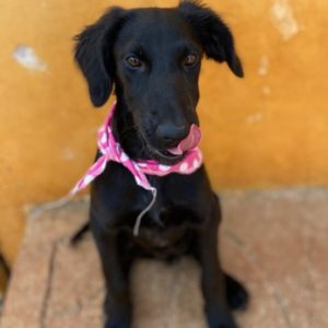 Μιλού – Milou