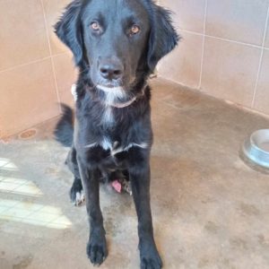 Θόριν – Thorin