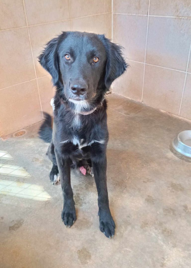 Read more about the article Θόριν – Thorin