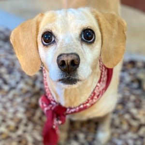 Κρέμα – Krema