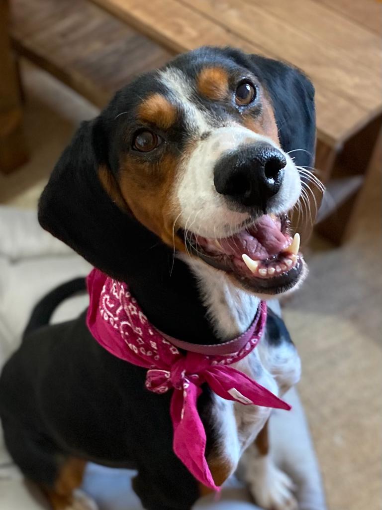 Read more about the article Ίζι – Izzi