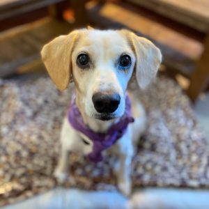 Τέσλα – Tesla