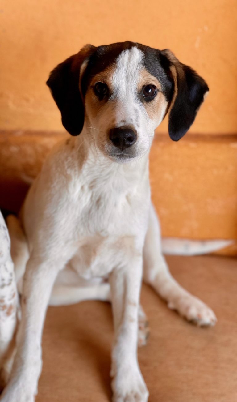 Read more about the article Έιμος – Amos